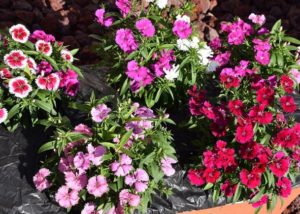 Southern Gardening: Dianthus varieties add color to landscape in cool weather