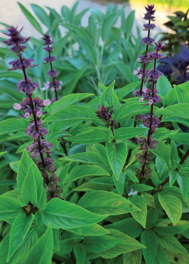 Southern Gardening: Try herbs for late summer gardens