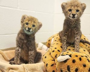 Dallas Zoo welcomes two cheetah cubs … and puppy