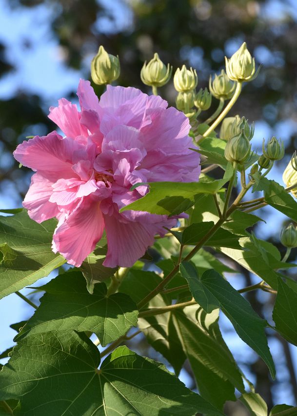 Southern Gardening: Confederate rose is great for fall blooms