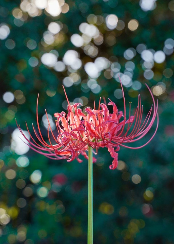 Southern Gardening: Lycoris bring unexpected beauty to fall landscapes