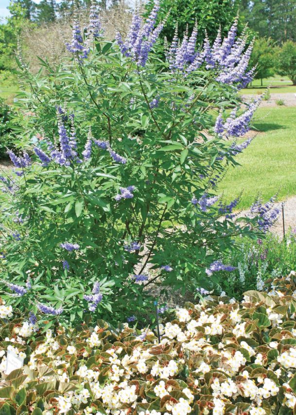 Southern Gardening: Vitex offers color on state’s hottest days