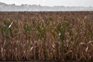 Livestock farmers seek pause in ethanol production