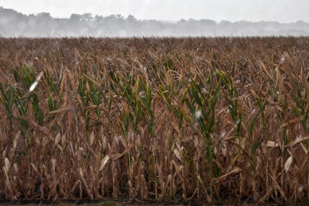 Livestock farmers seek pause in ethanol production