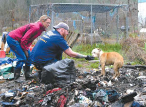 Canine rescue: Humane Society saves more than 100 dogs