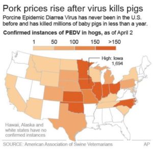 Bacon prices rise after virus kills baby pigs