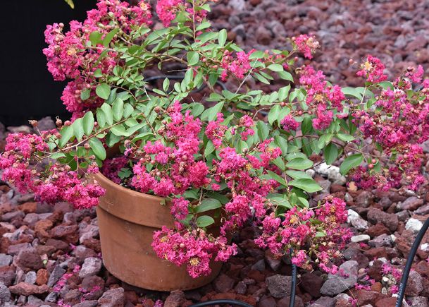 Southern Gardening: Choose crape myrtle variety to fit landscape space limits