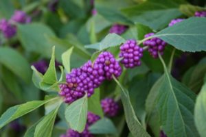 Southern Gardening: American beautyberry is a 2020 plant winner