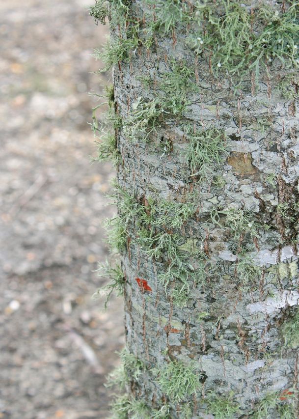 Southern Gardening: Winter reveals lichen growth