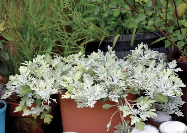 Southern Gardening: Artemisia is a perfect option for low-maintenance landscapes