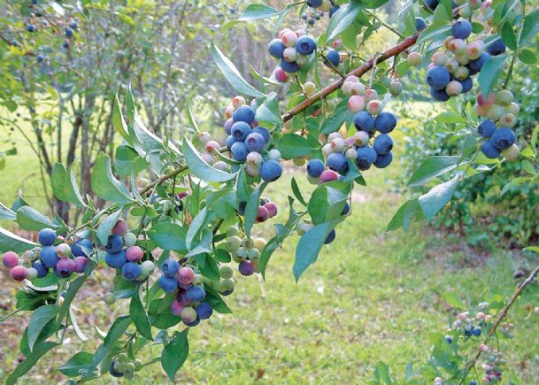 Southern Gardening: Medallion winners include flower, fruit and vegetable