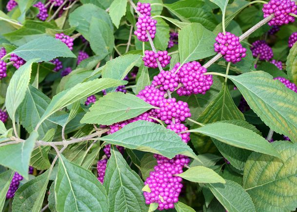 Southern Gardening: American beautyberry shines in late summer