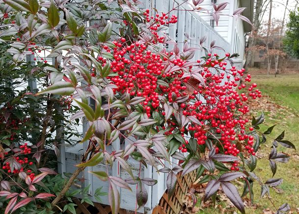 Bushes with red berries offer winter garden color