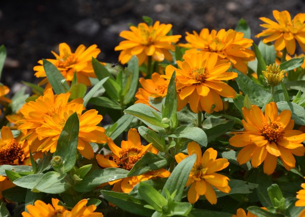 Southern Gardening: Profusion zinnias give strong color all summer