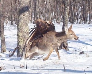 Cameras capture eagle killing deer