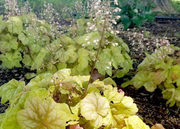 Southern Gardening: Heuchera varieties thrive in landscapes