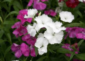 Southern Gardening: Choose Telstar dianthus for winter, spring color
