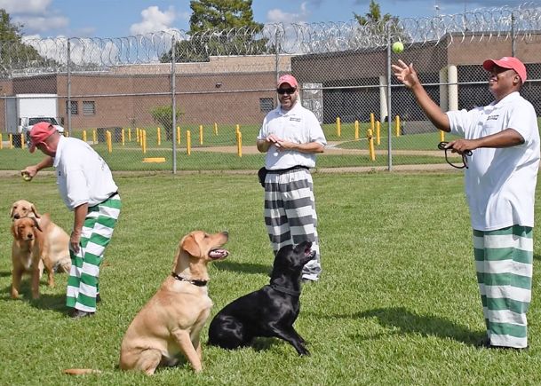 Program teaches incarcerated veterans dog training, job skills