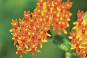 Planting milkweed: Gardeners urged to create monarch habitat