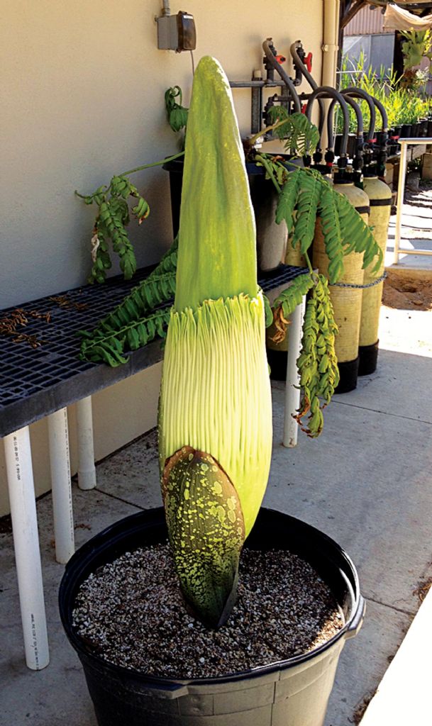 Rare corpse flower to bloom