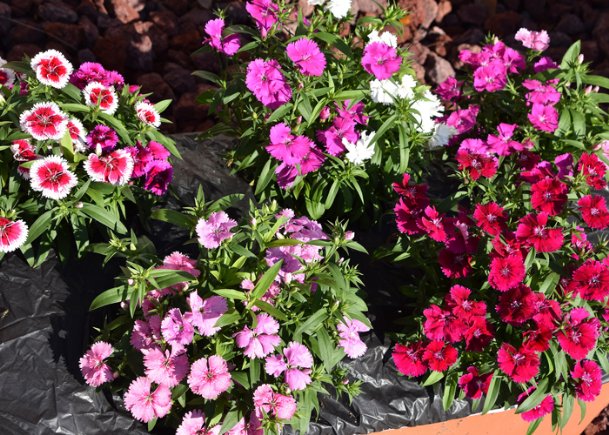 Southern Gardening: Use Telstar dianthus for cool season color