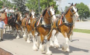 Billboards to promote Clydesdales