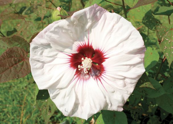 Southern Gardening: Mississippi gardens excel with hibiscus