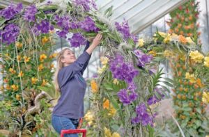 British orchid display provides hint of spring