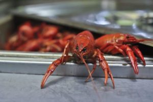 Crawfish supply, prices affected by cold weather