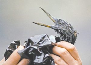 25 years later, Exxon Valdez spill effects linger