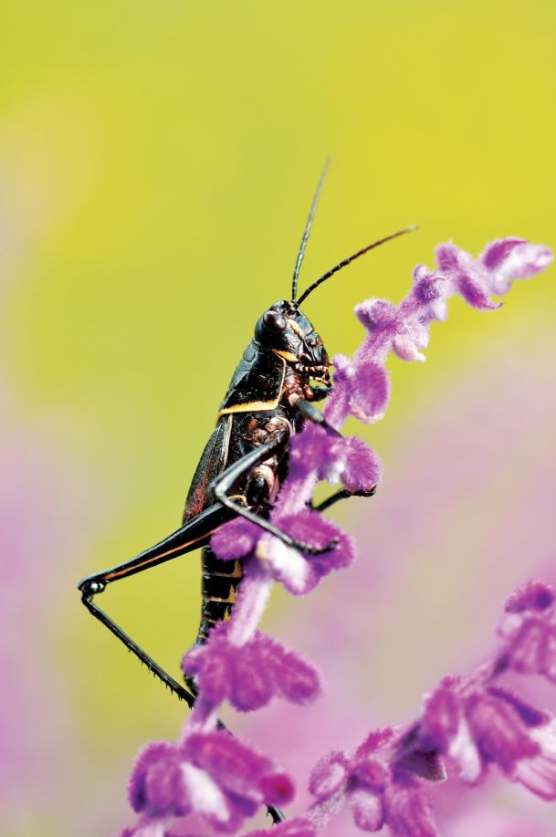 Photo: Lubber grasshopper on Mexican sage