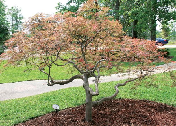 Southern Gardening: Bald cypress, Japanese maple, magnolias excel in landscapes