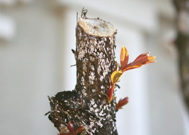 Southern Gardening: Crape myrtle bark scale has arrived in the state