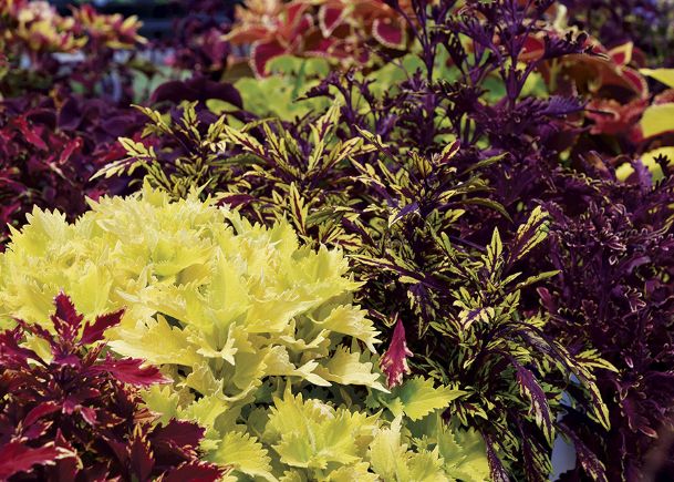 Southern Gardening: Sun coleus offers summer beauty without much work