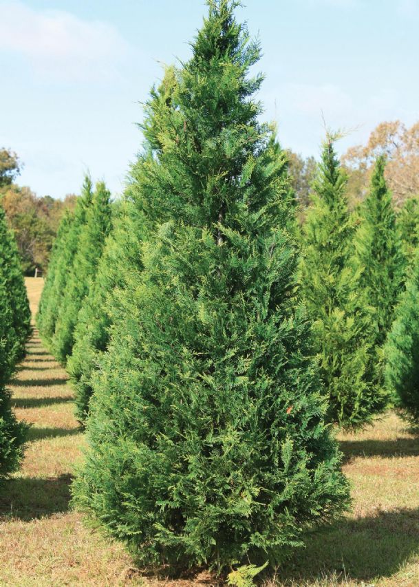 Southern Gardening: Oh, (Mississippi) Christmas tree