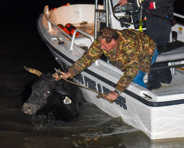 River roundup: Columbus firefighters rescue cattle from Tombigbee