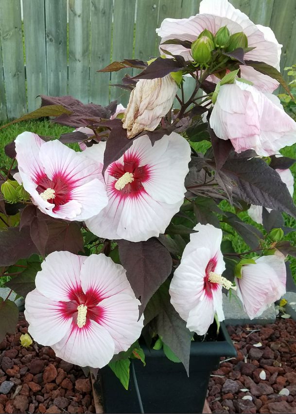 Southern Gardening: Hardy hibiscus offer many massive blooms