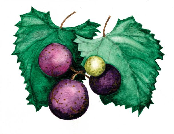 Market Fresh: Fresh from the vine — it’s muscadine time