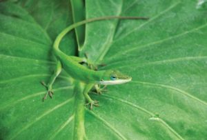 Photo: Anole & Elephant ear