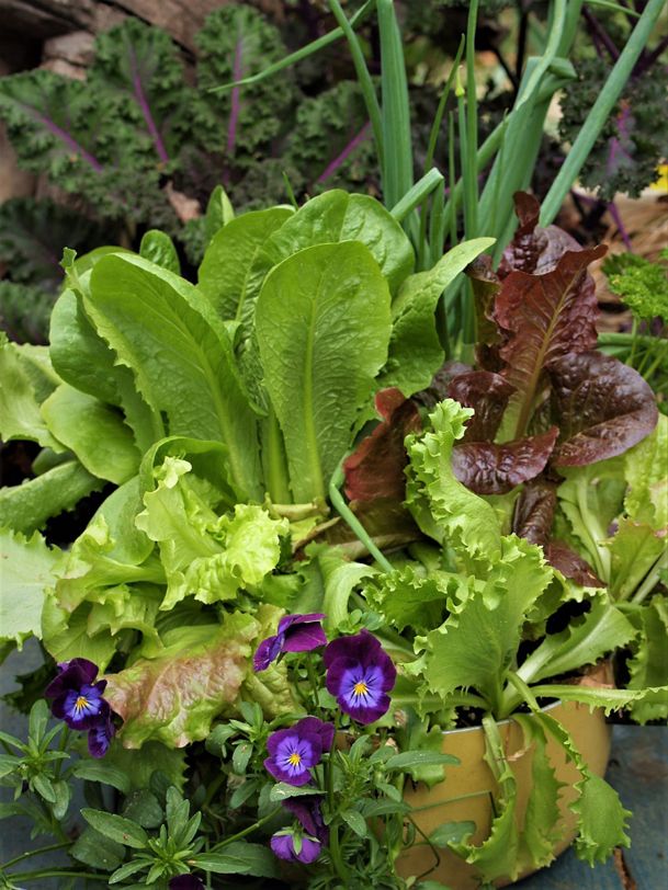 In the garden with Felder: Thought of cold weather signals it’s salad time