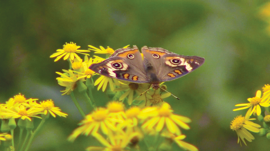 Gardening to support bees