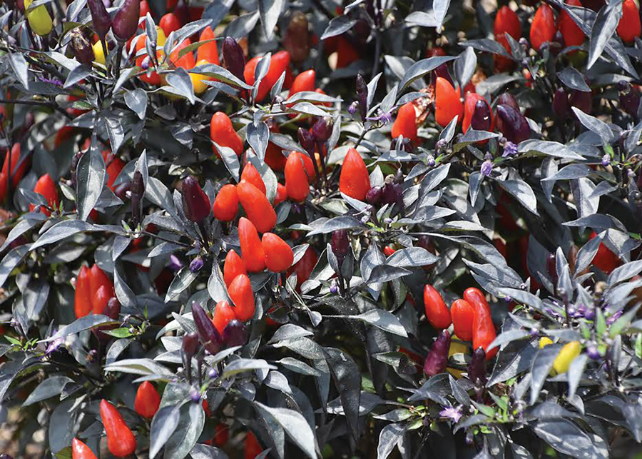 Southern Gardening: Dark leaves of ornamental peppers make garden splash