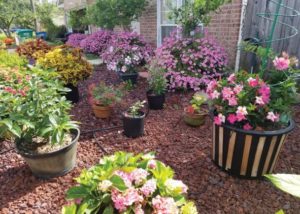 Southern Gardening: Follow tips for good container gardening