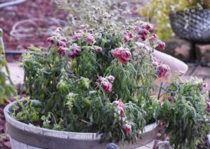 Southern Gardening: Hard freezes challenge Southern gardeners