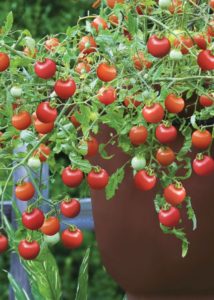 Southern Gardening: Use MS Medallion tomatoes in your 2021 home gardens