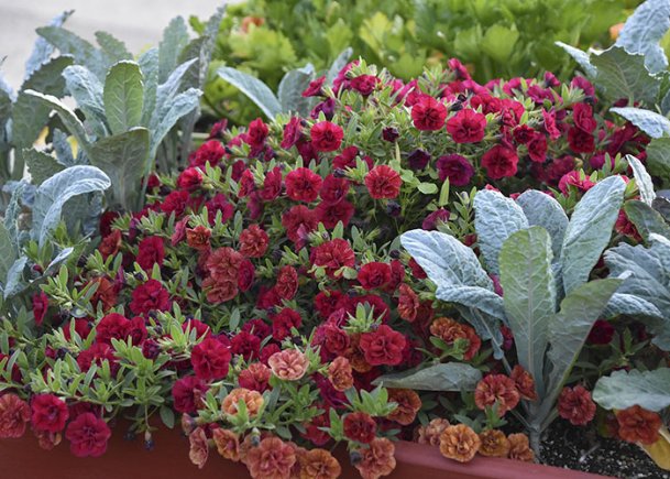 Southern Gardening: 2020 highlighted a few garden trends