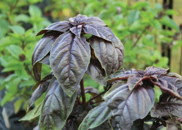 Southern Gardening: Basil is easy to grow, great cooking addition