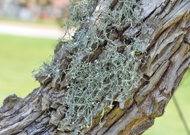 Southern Gardening: Leafless branches reveal non-threatening lichen