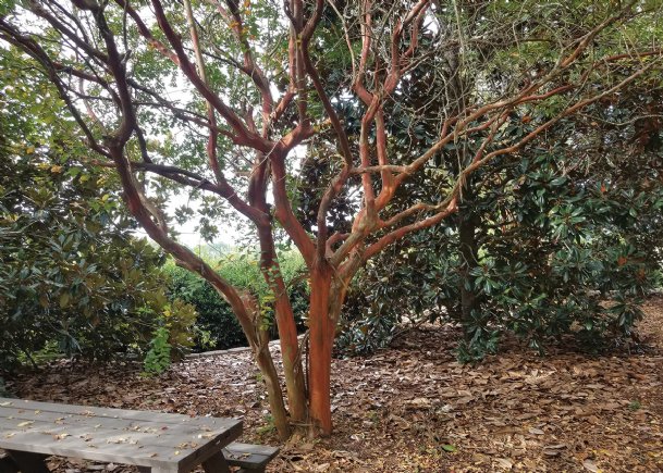 Southern Gardening: Careful pruning enhances crape myrtles without harm