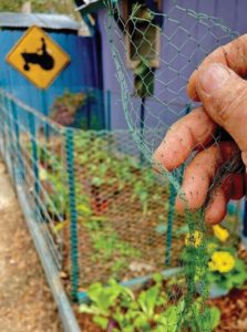 In the garden with Felder: Good ‘fences’ help make good gardens